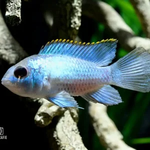 Acara blue Blaupunktbuntbarsch Neonblau (Aequidens pulcher Neonblau) Must-Have